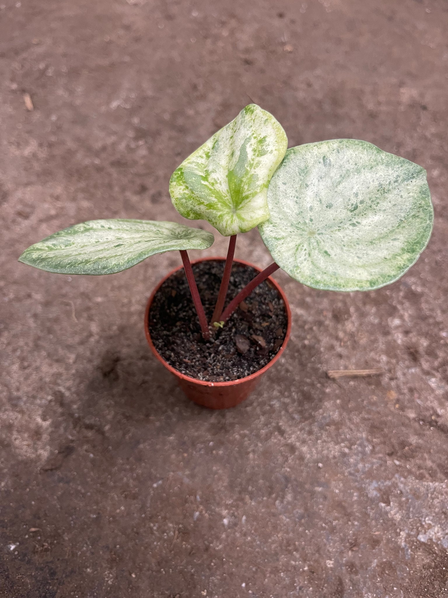 Variegated Watermelon Peperomia 