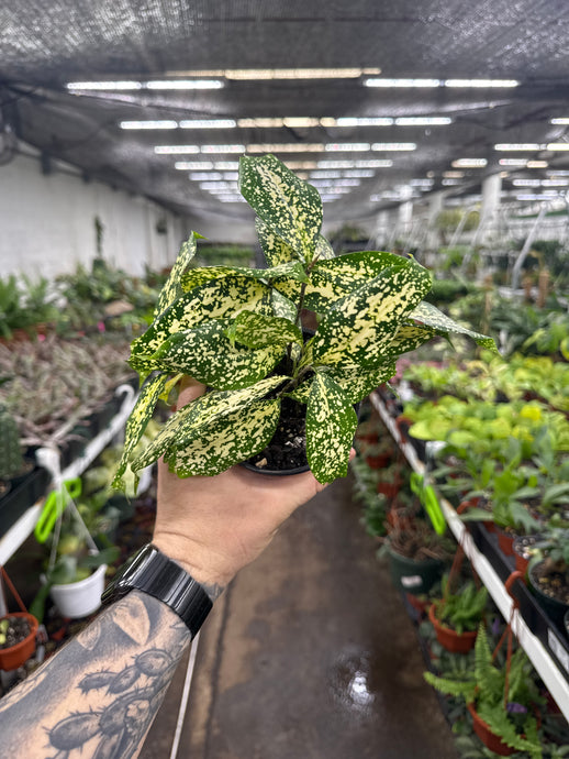 Dracaena 'Florida Beauty'