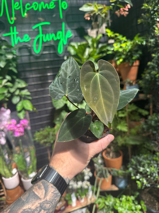 Anthurium 'Neon Lace'