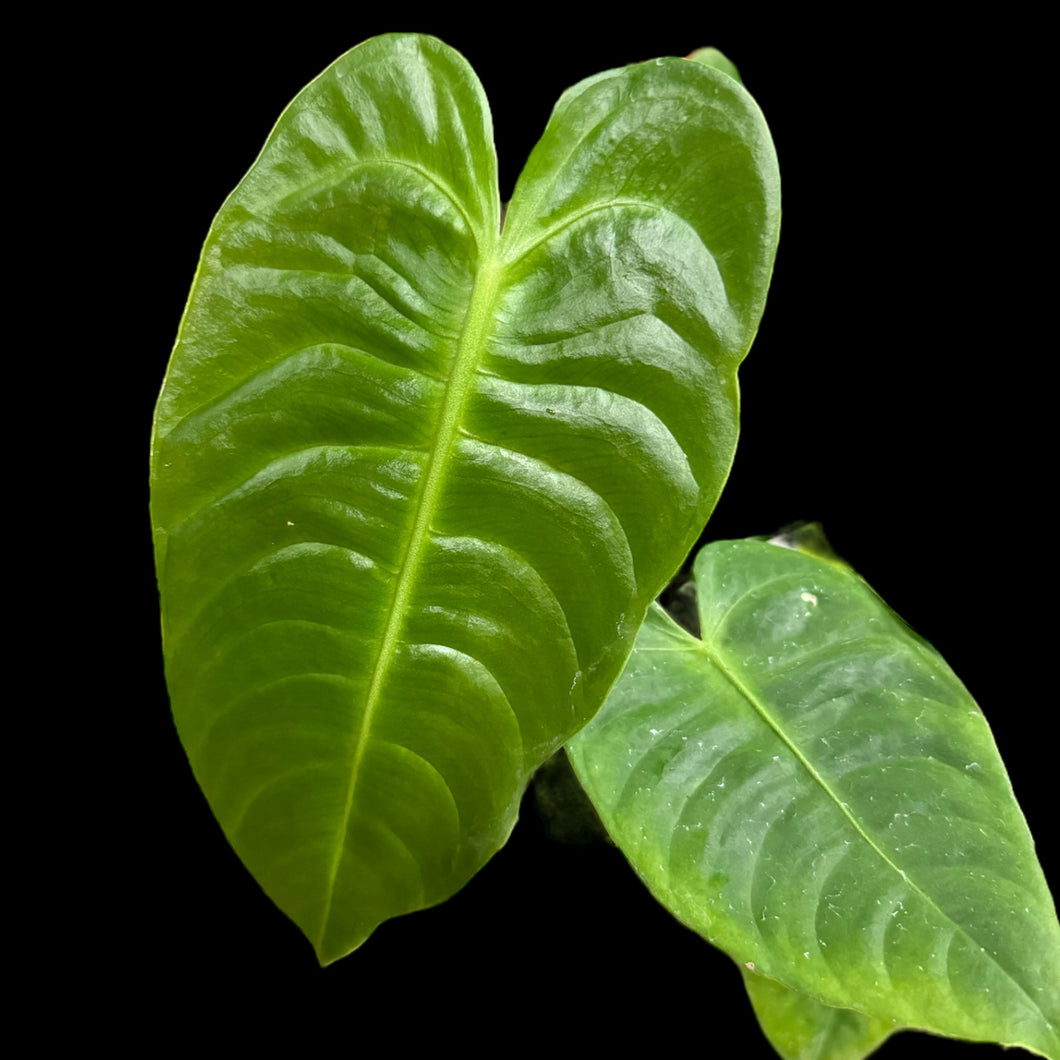 jungle king anthurium Anthurium Veitchii King