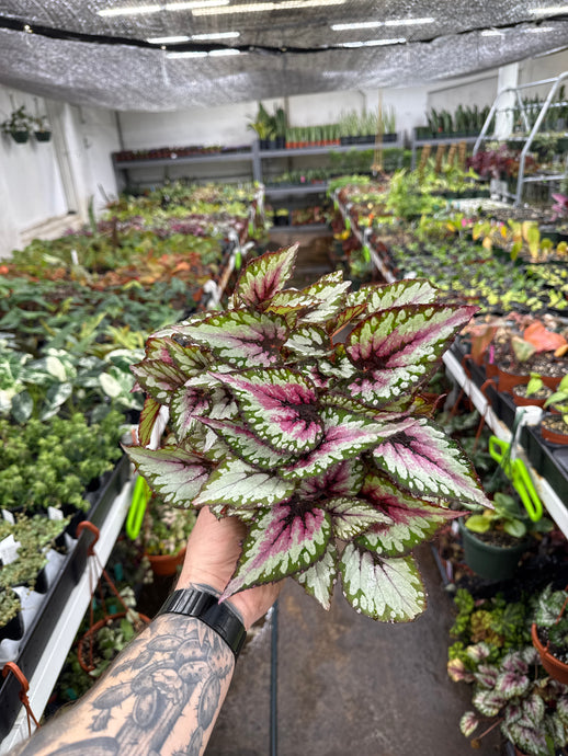 Begonia Rex ‘Jurassic Pink Splash'