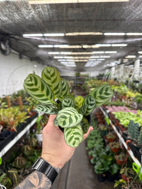 Ctenanthe burle-marxii 'Amagris' (Calathea)