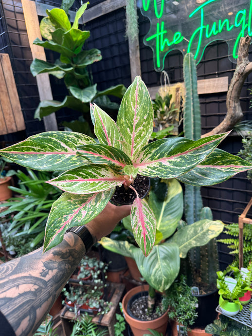 Aglaonema Sparkling Sarah