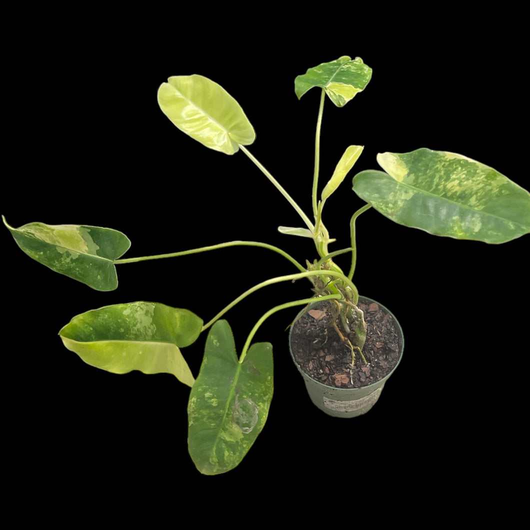 philodendron burle marx variegated Philodendron 'Burle Marx Variegated' – Jordan's Jungle