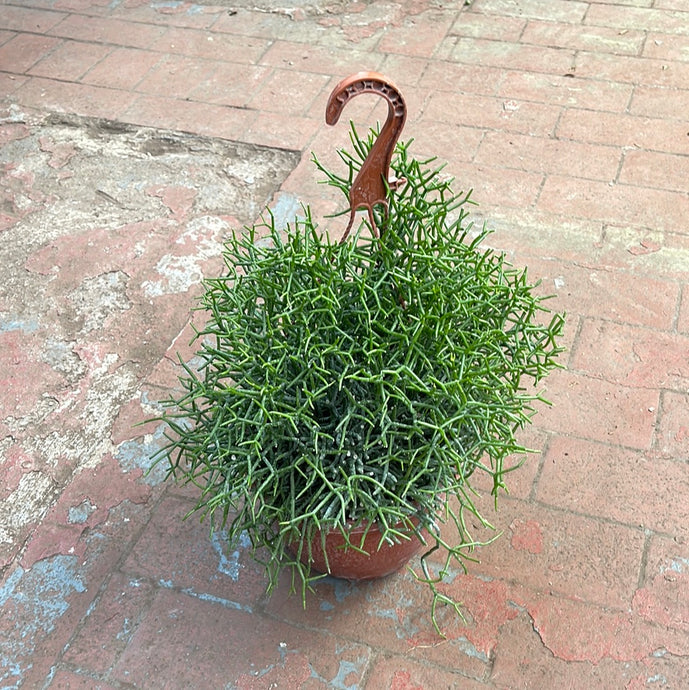 Rhipsalis Cereuscula