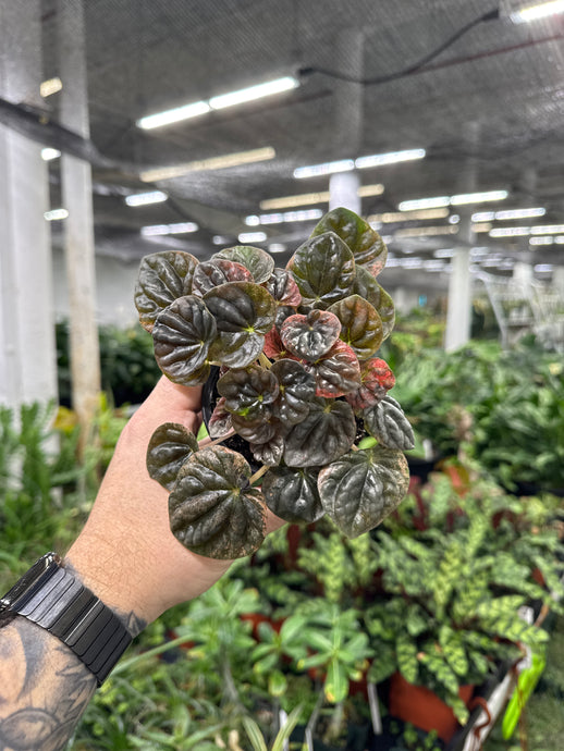Peperomia caperata 'Abricos'