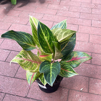 Aglaonema Golden Flourite