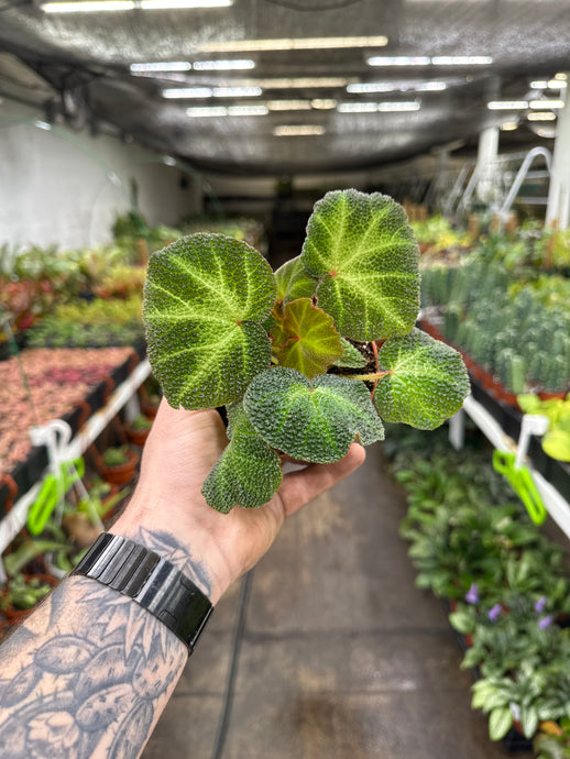 Begonia solimutata