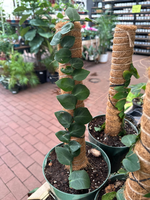 Rhaphidophora korthalsii (Shingle Plant)