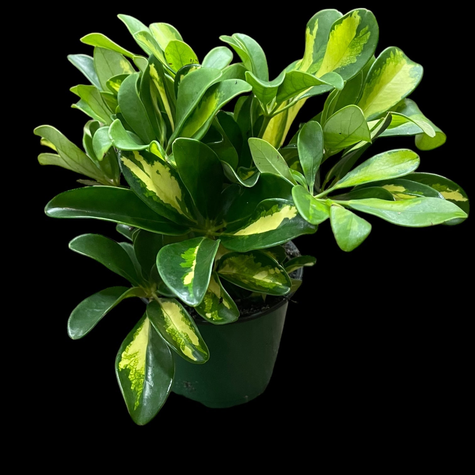 Schefflera Arboricola 