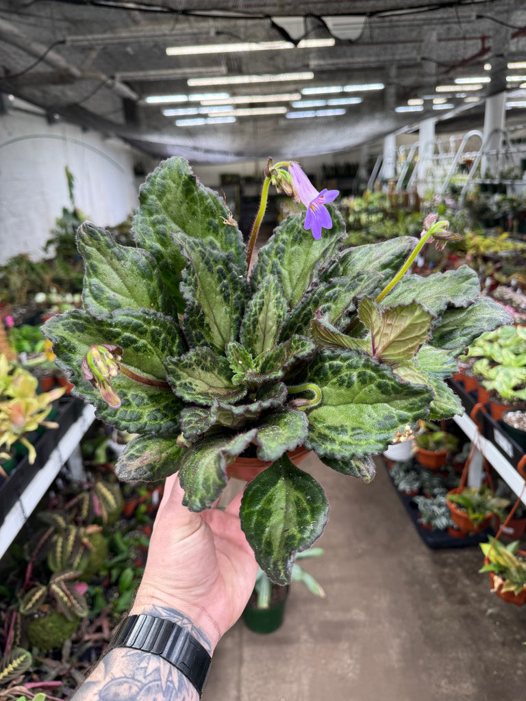 Primulina ‘Patina’ – Jordan's Jungle