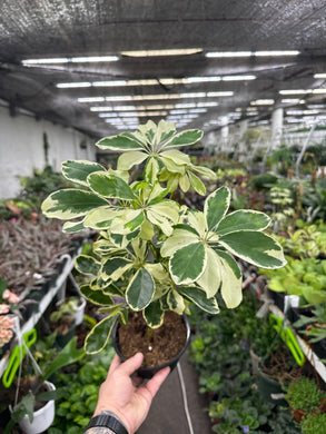 Schefflera 'Ivory'