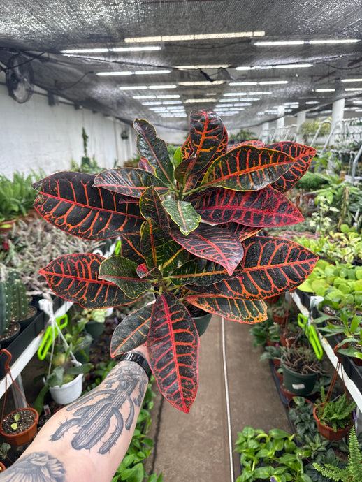 Croton 'Petra'