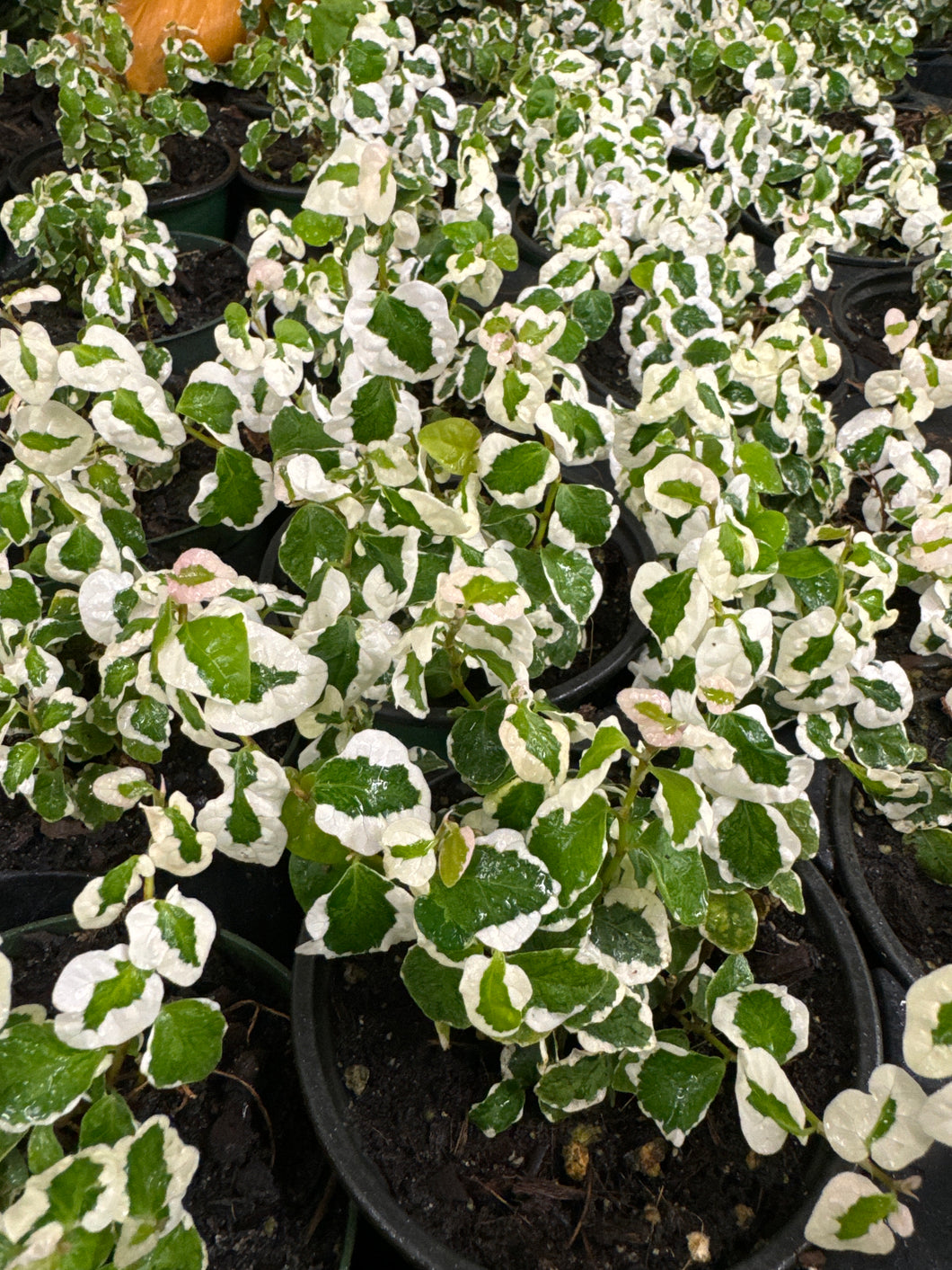 Ficus pumila variegata