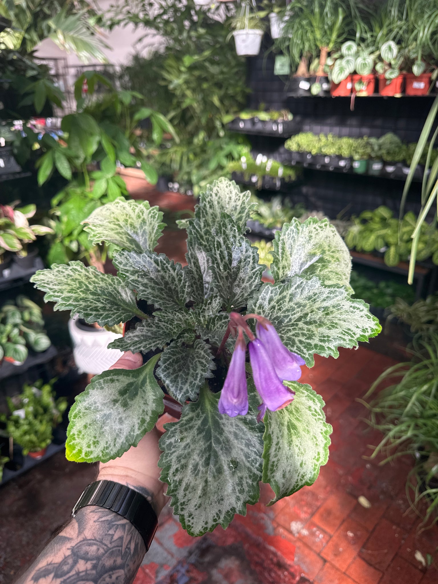 Primulina ‘Diane Marie' – Jordan's Jungle