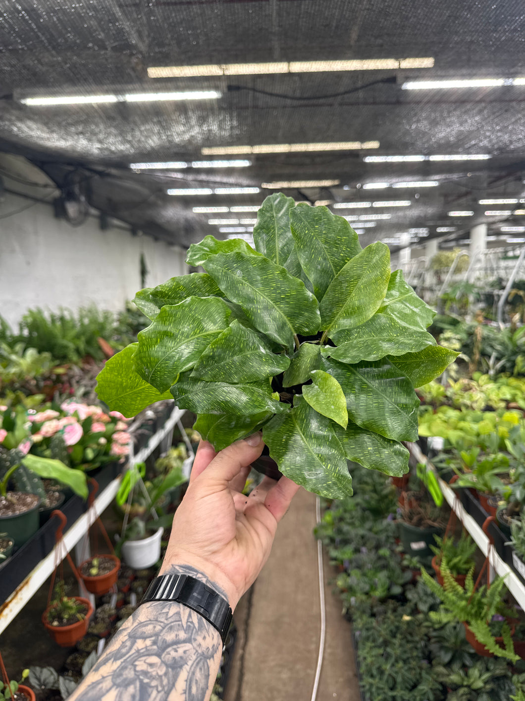 Goeppertia kegeljanii (Calathea Mosaica)