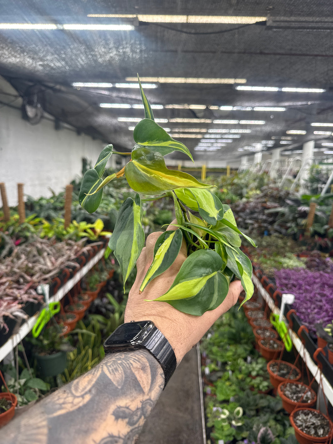Philodendron Brasil