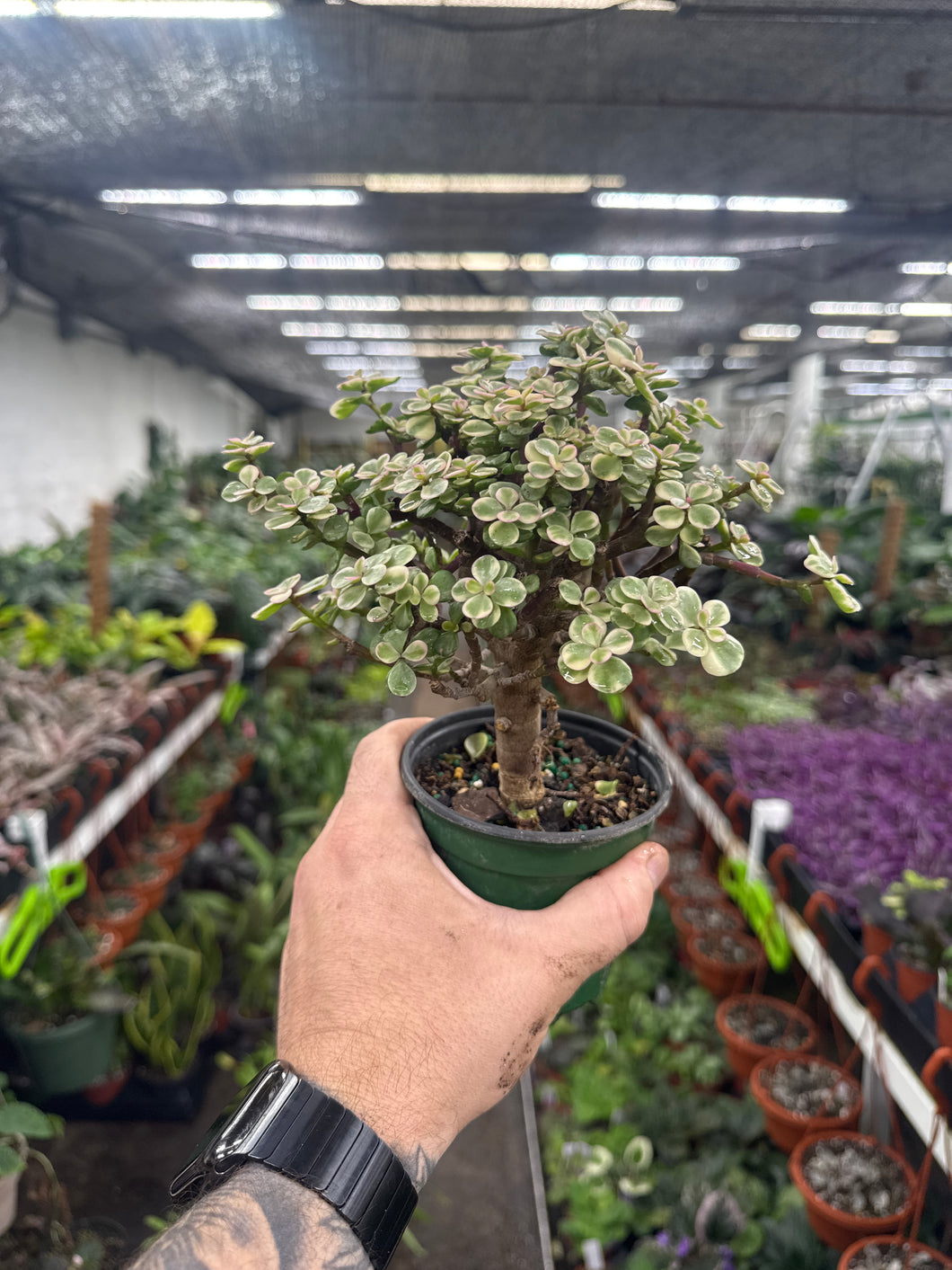 Portulacaria afra variegata