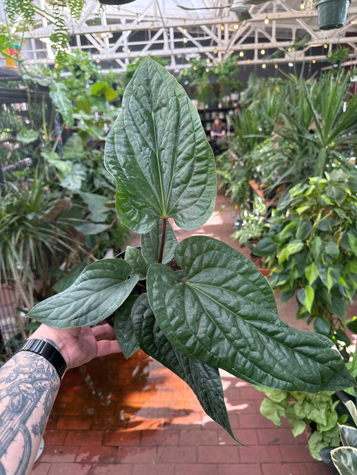 Anthurium Radicans