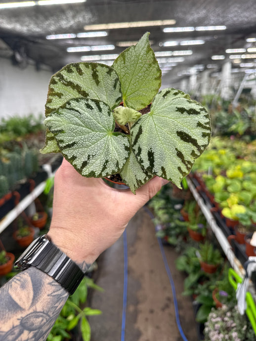 Begonia Rex 'Silver Jewel'