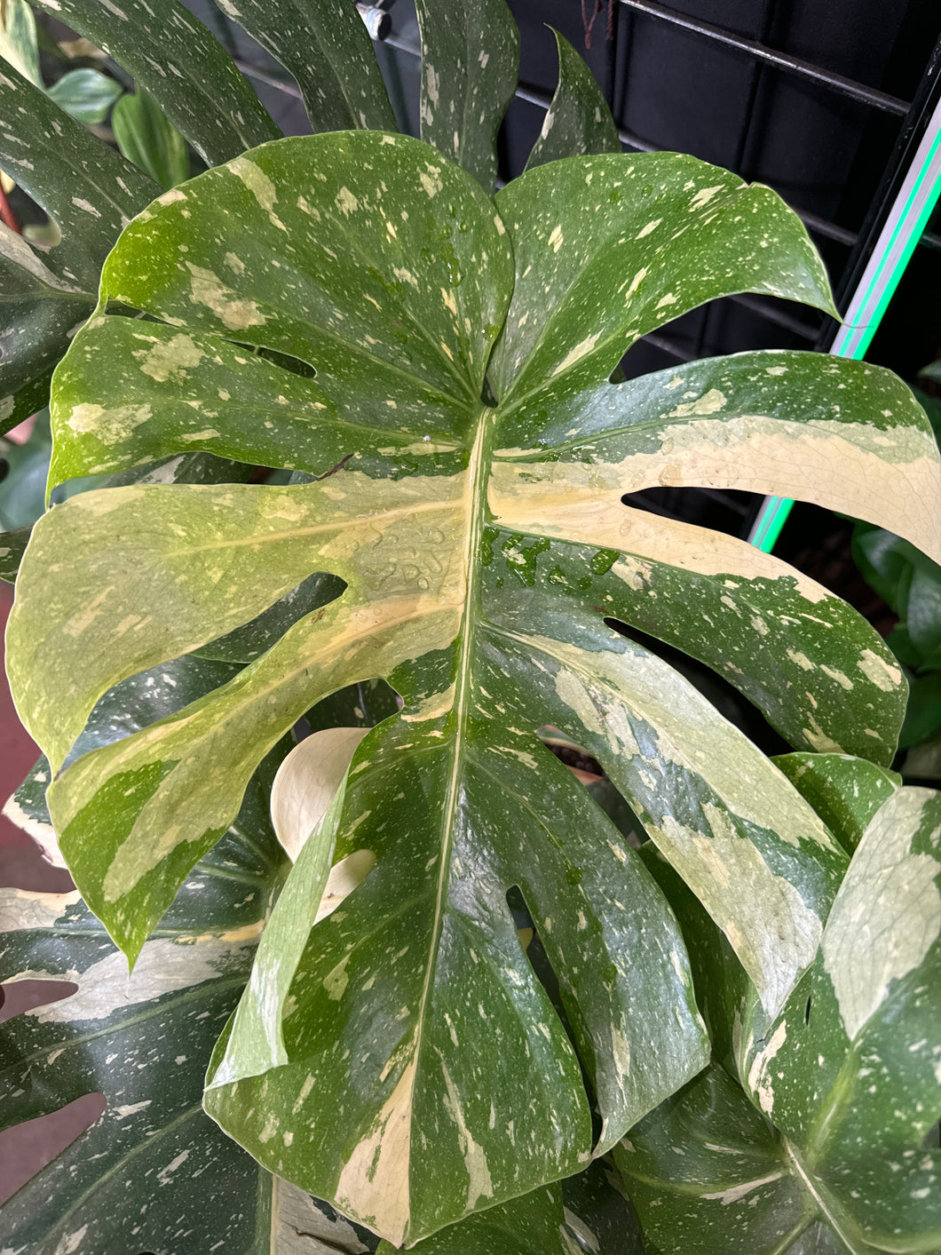 Monstera Deliciosa Thai Constellation