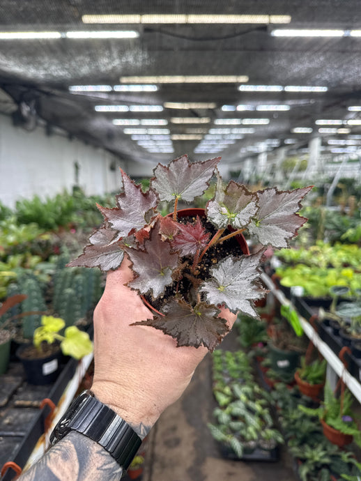 Begonia Rex ‘Sierra Silver Mist'