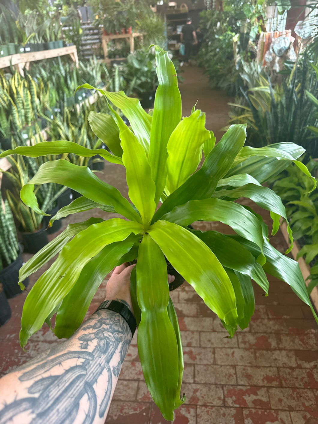 limelight dracaena plant Dracaena Limelight – Jordan's Jungle