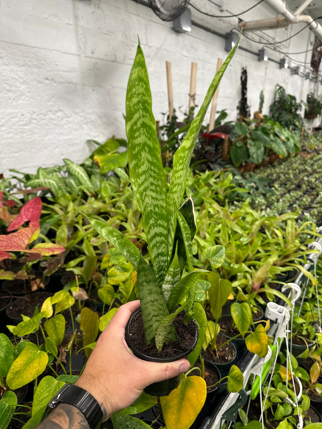 sansevieria zeyla Sansevieria Zeylanica – Jordan's Jungle
