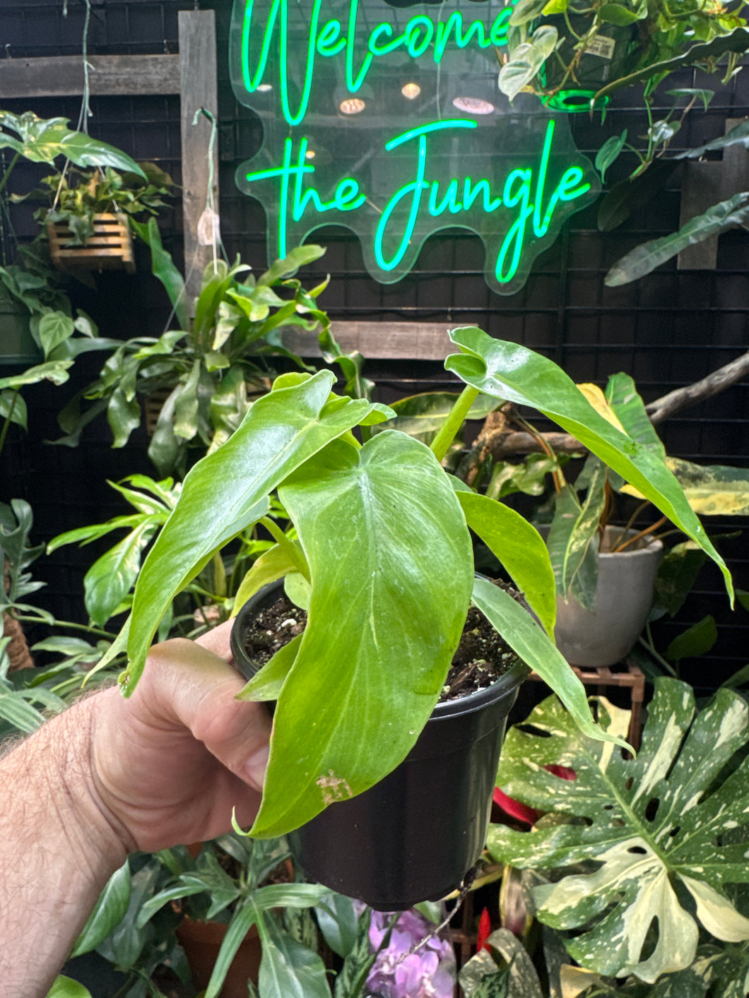 Philodendron 'Bob Cee' Variegata