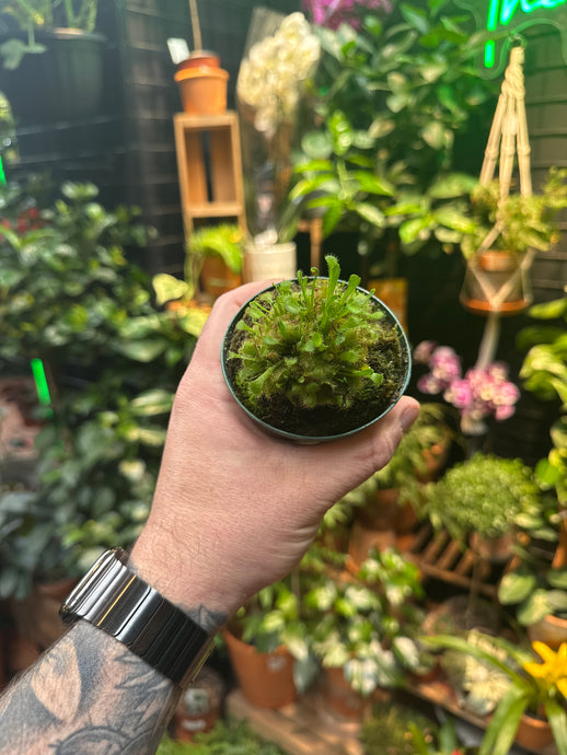 Drosera rotundifolia