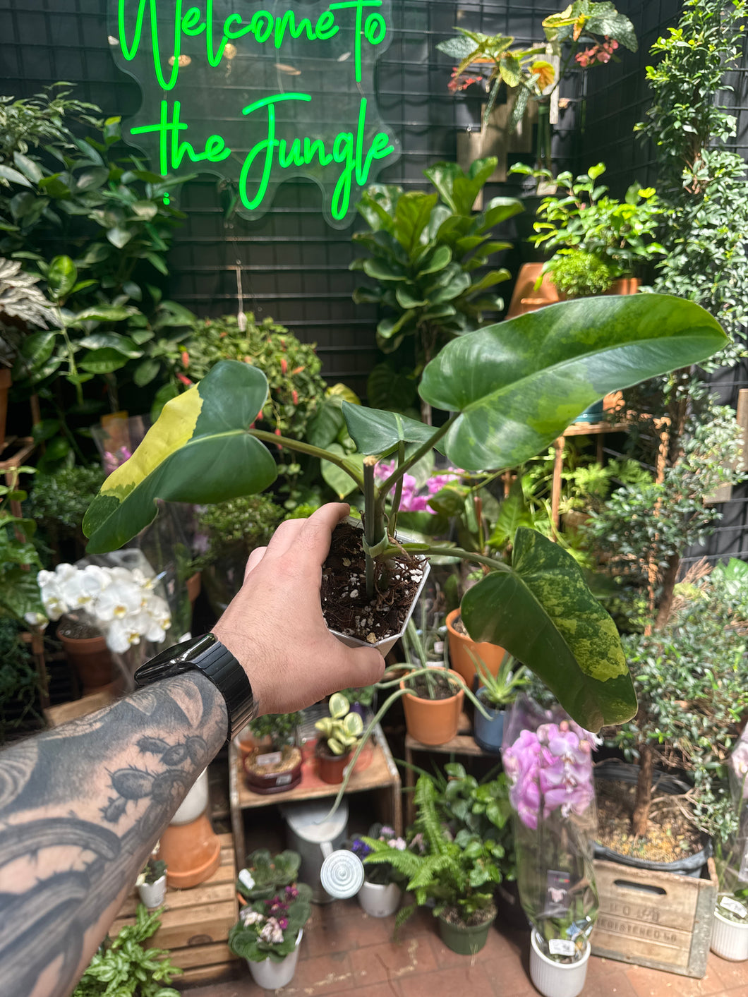 Philodendron Domesticum Varigated