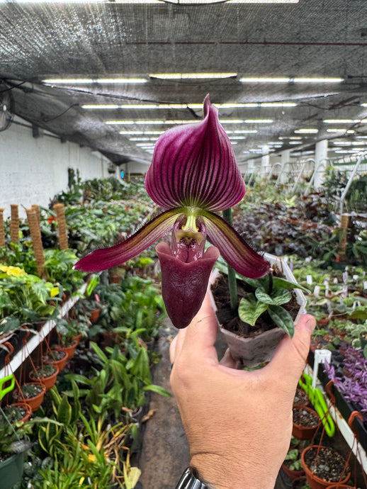 Paphiopedilum 'Senna Calle'