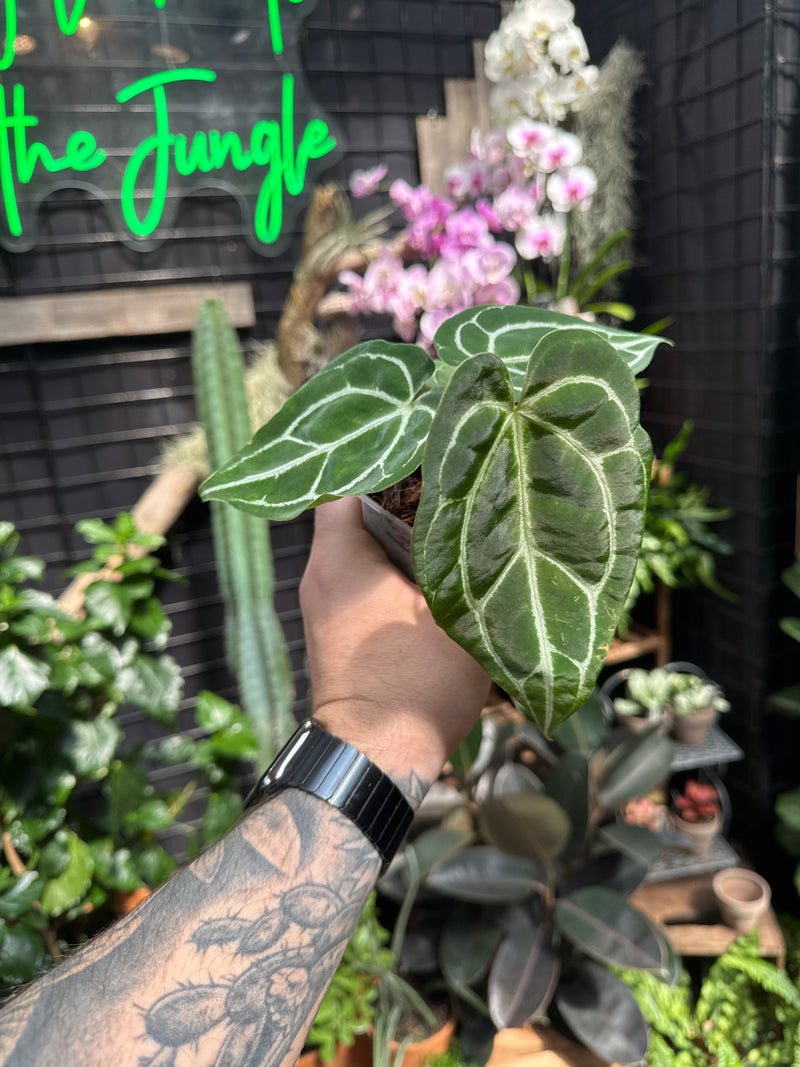 anthurium crystalinium Anthurium crystallinum – Jordan's Jungle