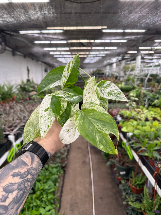 Epipremnum Pinnatum Marble Variegata