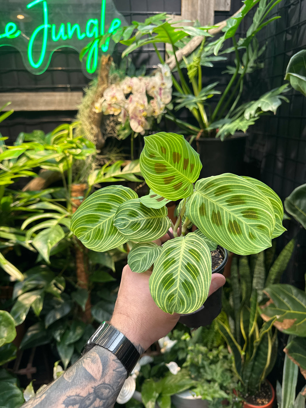 golden lemon prayer plant Maranta leuconeura 'Gold Lines'