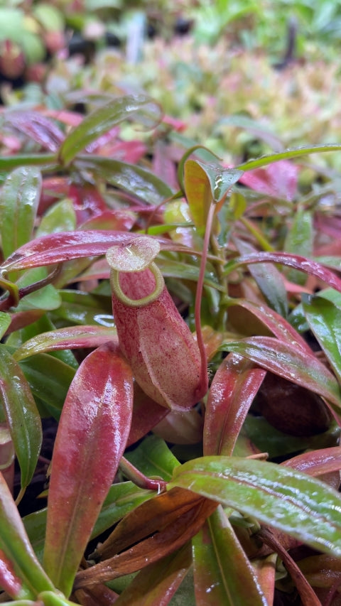 Nepenthes copelandii (Large)