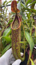 Nepenthes copelandii (Large)