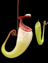 Nepenthes copelandii (Large)