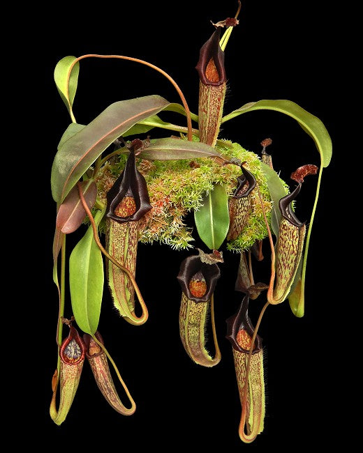 Nepenthes maxima -lumut (Medium)
