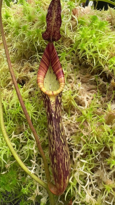 Nepenthes zakriana (Small)