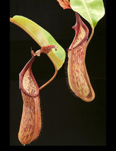 Nepenthes dactylifera (Small)