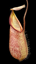 Nepenthes hirstua