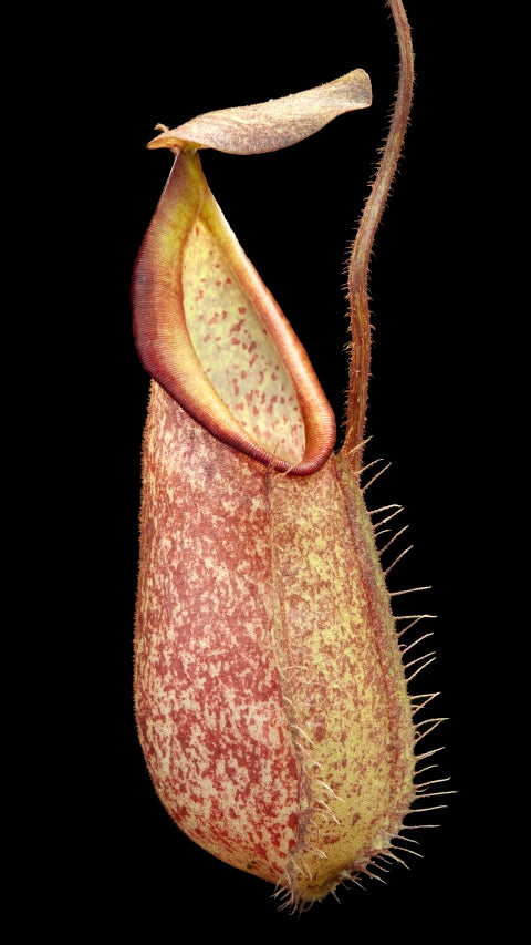 Nepenthes hirstua