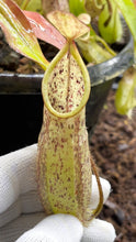 Nepenthes hirstua
