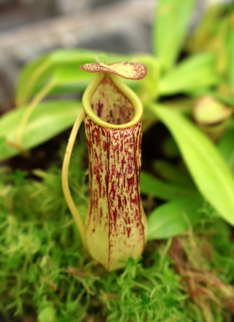 Nepenthes insignis (Medium)
