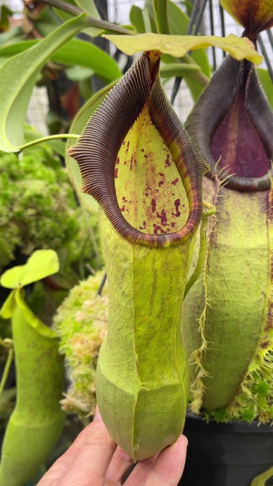 Nepenthes spathulata (medium)