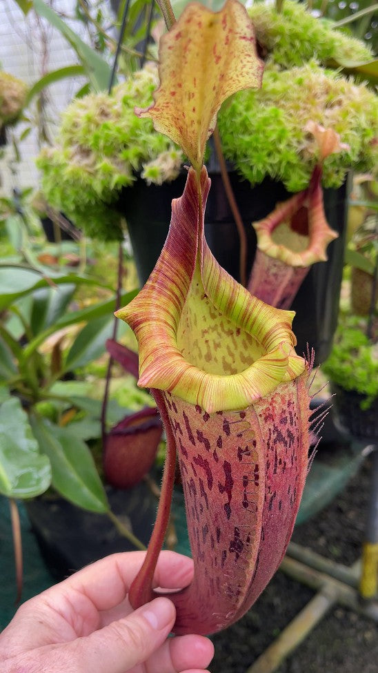 nepenthes veitchii x platychila (Small)
