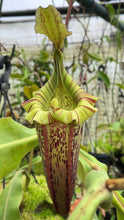 nepenthes veitchii x platychila (Small)
