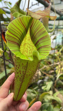 nepenthes veitchii x platychila (Small)