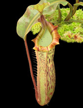 nepenthes veitchii x platychila (Small)